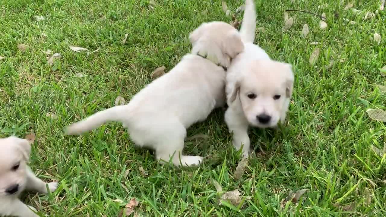 Puppy play