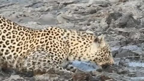 Leopard Get Fight of Its Life - Wait for It...