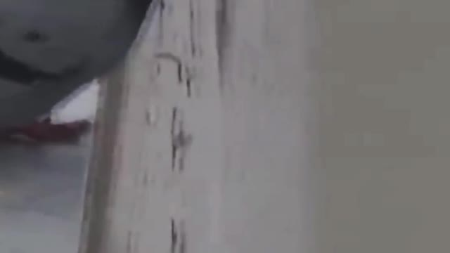 Pigeon Commits Suicide