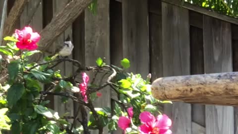 Red Whiskered Bulbul feeding its baby