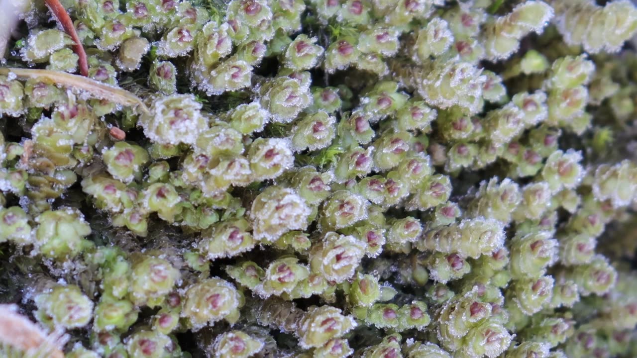 Yellow-Ladle Liverwort