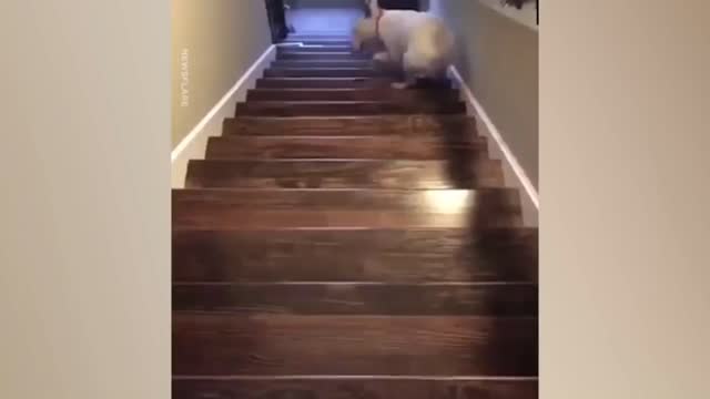 Going down the stairs isn't same Anymore for the Dogs!