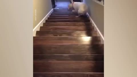 Going down the stairs isn't same Anymore for the Dogs!