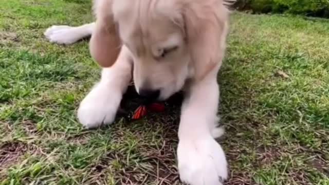 Dog and Butterfly Must Video in world