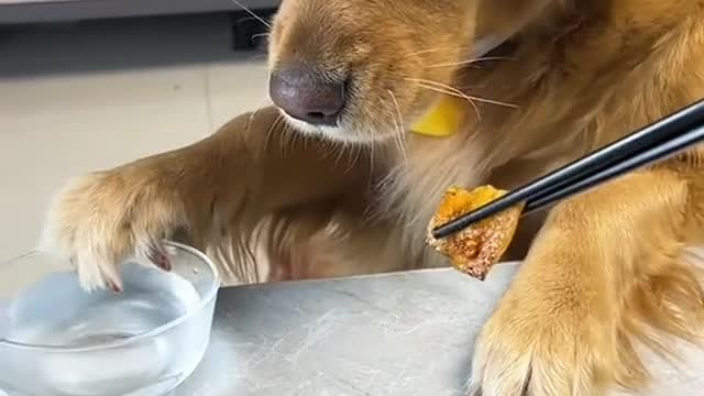 Cachorro pede para esfriar a comida