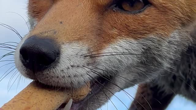 Bruno the Fox Takes a Treat from my Hand