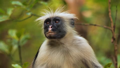 Zanzibar red colobus