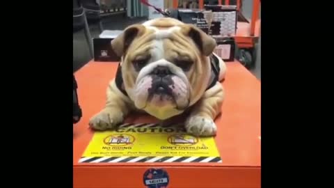Funny Cute Puppy _ Dog Moments Try Not To Laugh 7