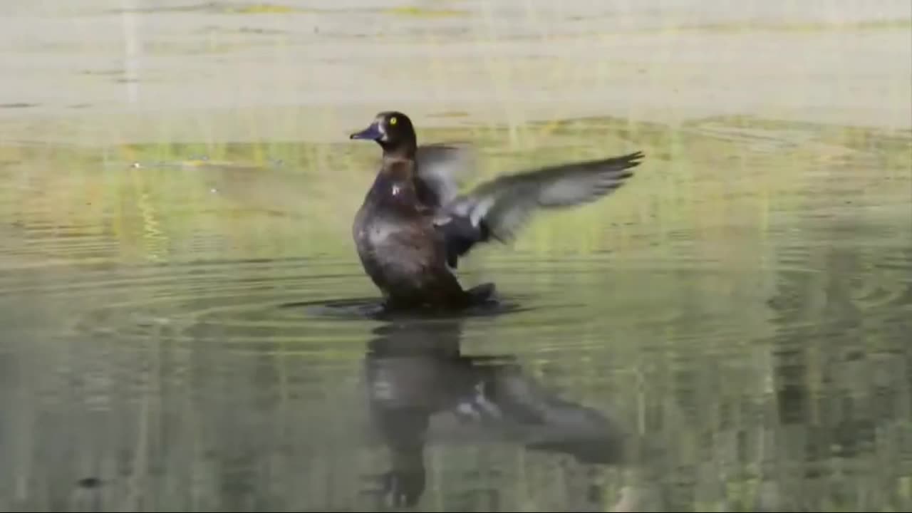 beautiful birds