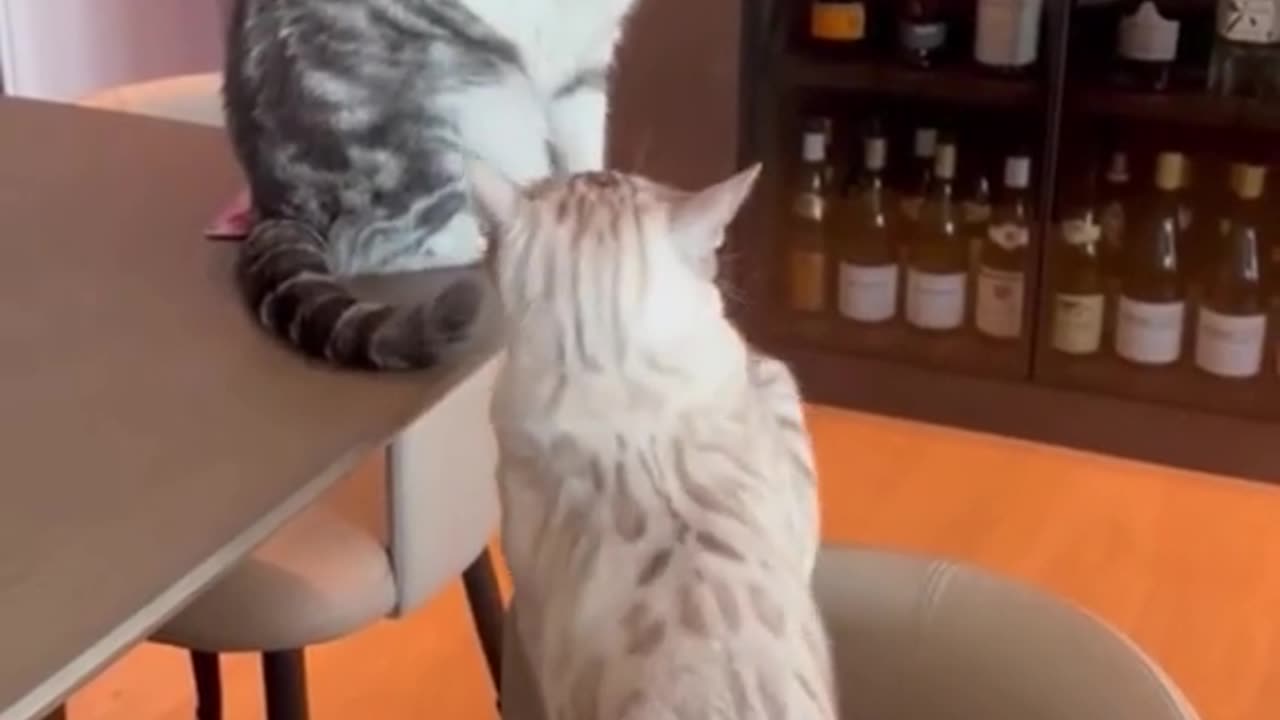 Cute funny cat video and fight