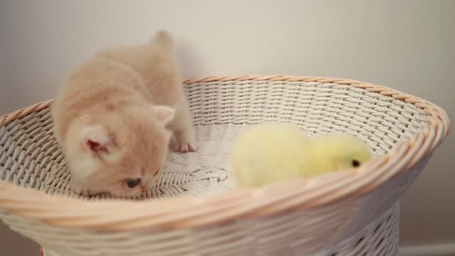 Kittens walk with a tiny chiken