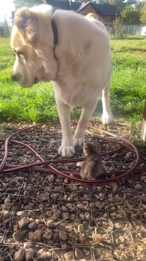 Big dog adorably confused by tiny litter of kittens