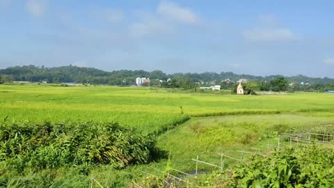 Train view