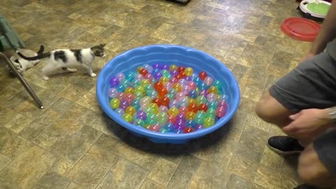 Cute Kittens Play in Ball Pit