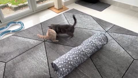 Cat Attacks Kitten, Kitten Gets Revenge