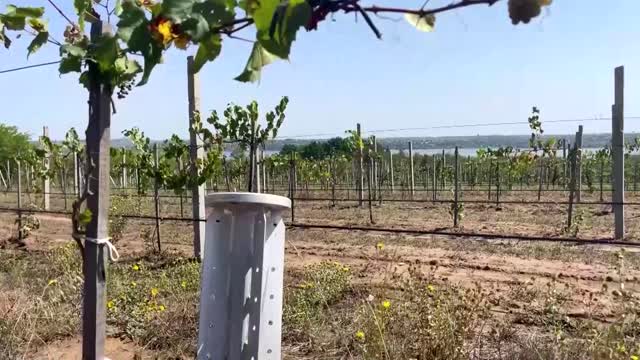 Ukraine's wineries toil under Russian rockets