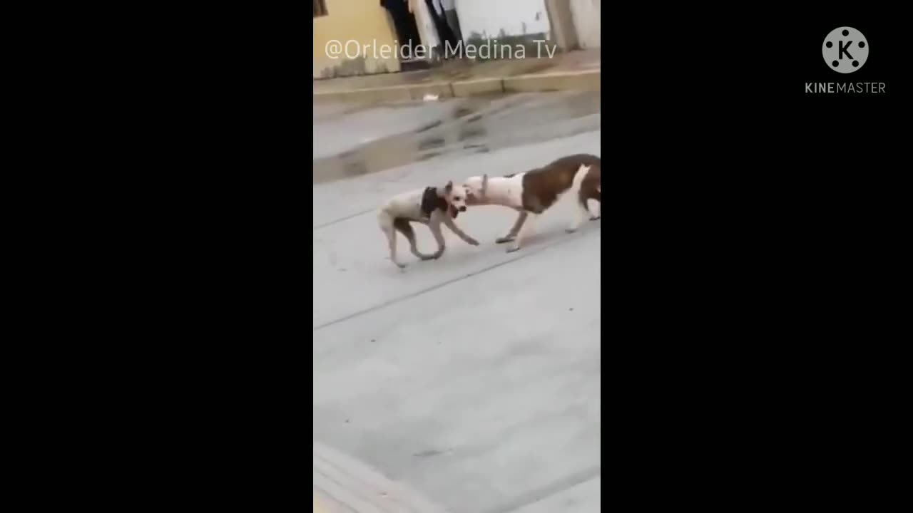 Las Mejores Peleas De Perros