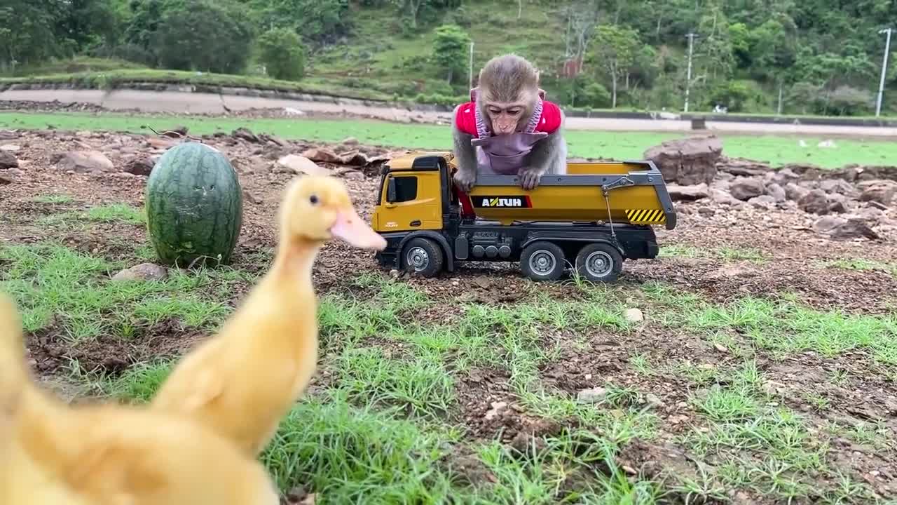 Smart Bim Bim picks watermelons to make watermelon ice cream for ducklings-3