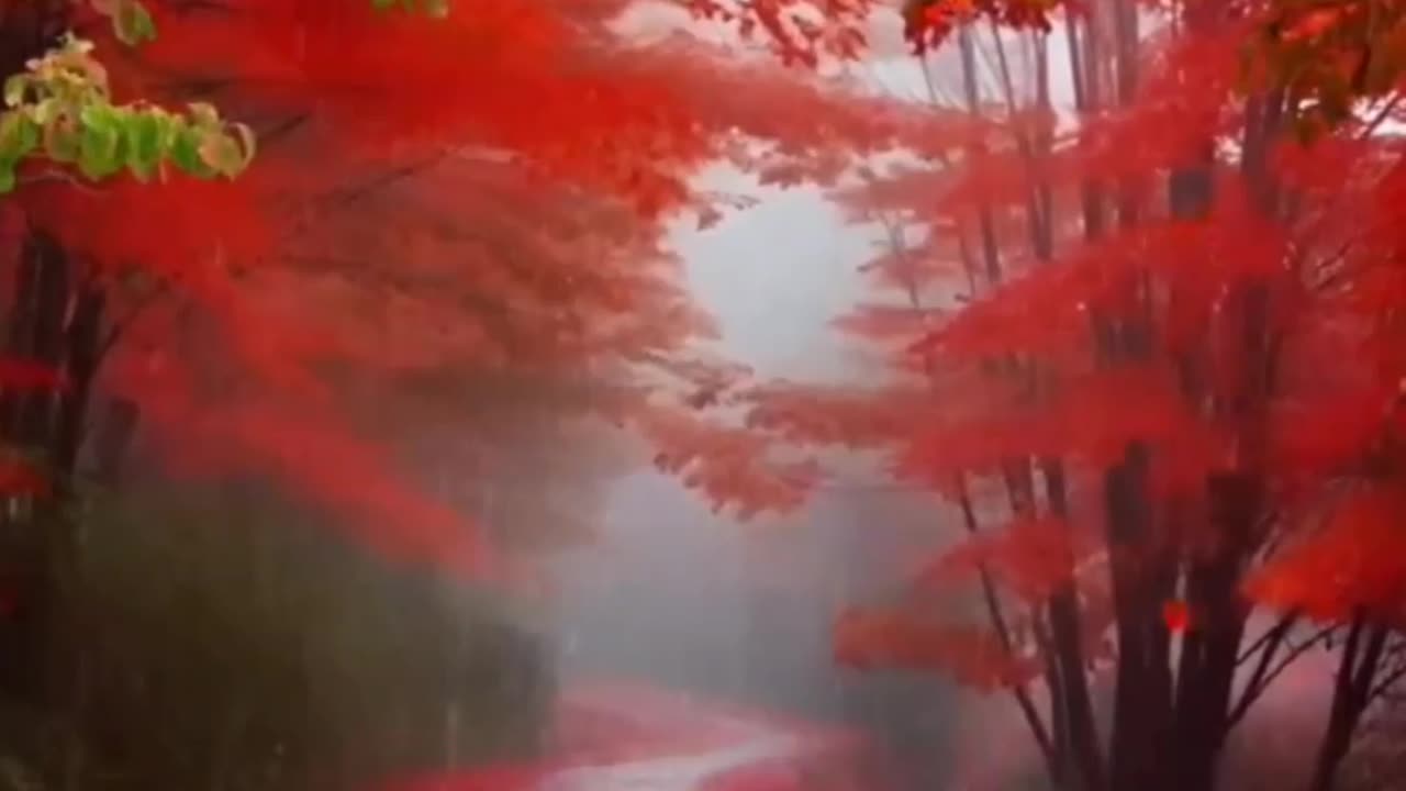 Beautiful Views of red color trees Amazing video