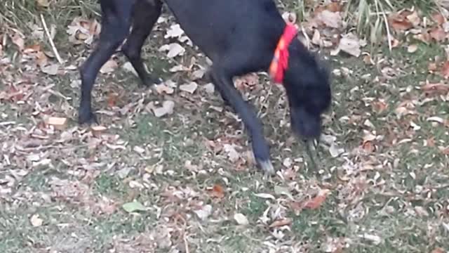 Great Dane trouble with the stairs