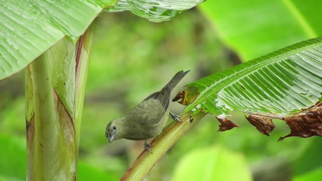 Landscape ave bird nature