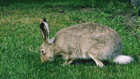 "Hop into the Fun: Adorable Rabbits Doing Cute Things"