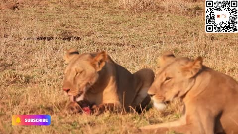 Lioness DEVOURS baby warthog! #lioness #warthog #viral