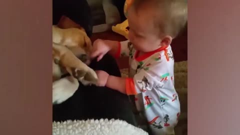 Funny Babies and Animals.Funny Baby Videos