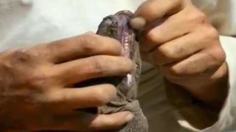 Wild Frank with Monitor Lizard