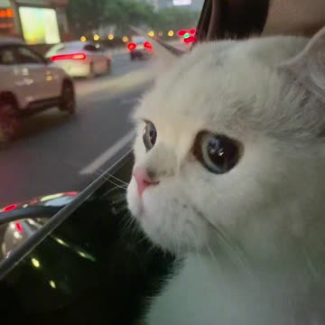 Cat Watching traffic Wonderly