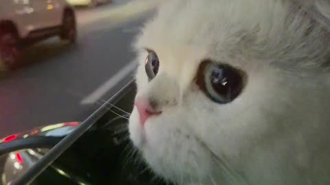 Cat Watching traffic Wonderly