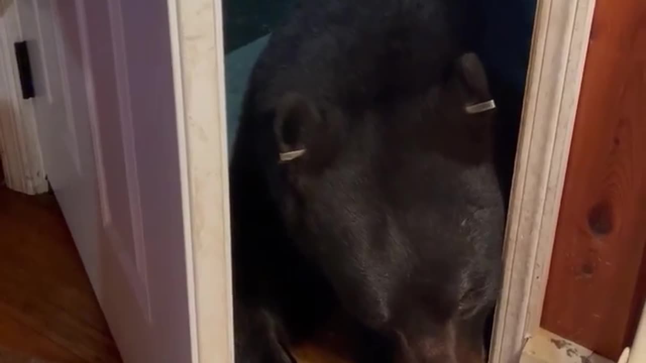 Wild Bear Shares Tender Moment With Woman