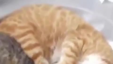 Funny & cute cat video