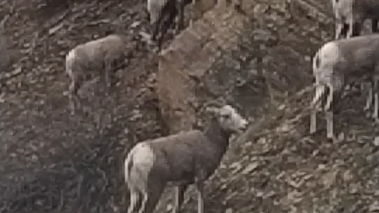 Montana traffic jam