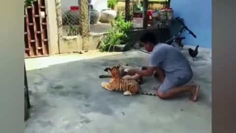 Cute Dogs Meeting a Tiger For the First Time | Super Dog