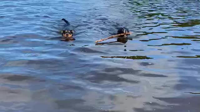 Border collie and Rottweiler compete for stick in water