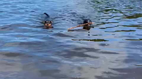 Border collie and Rottweiler compete for stick in water