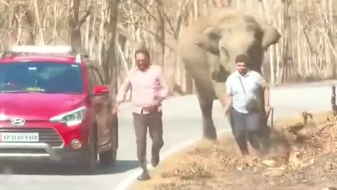 OMG that's why being fat is bad Idea #wildlife #elephant #reelschalangel 