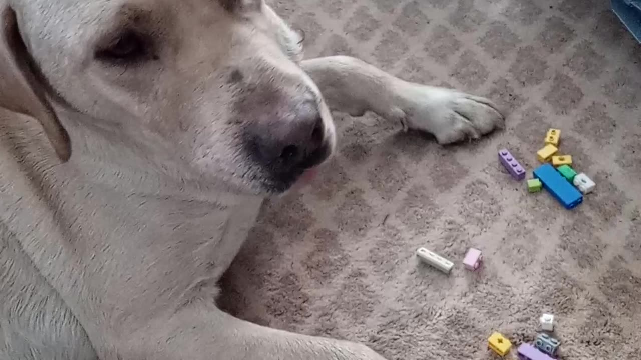 Yellow Lab caught playing with the legos.