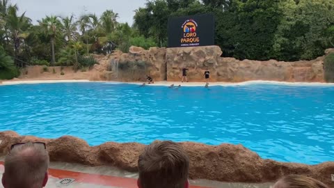 स्पेन जगप्रसिद्ध डॉल्फिन शो Dolphin show at Loro Parque Tenerife Spain