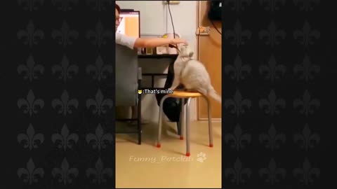 Funny Cats