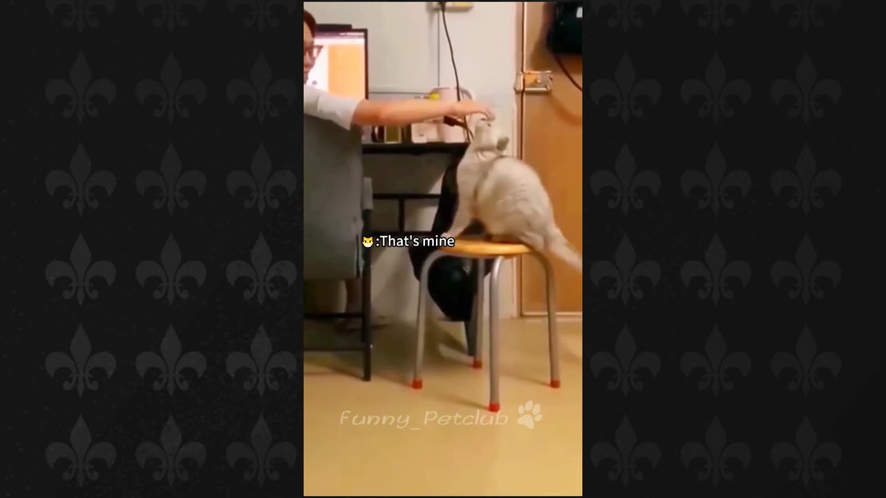 Funny Cats
