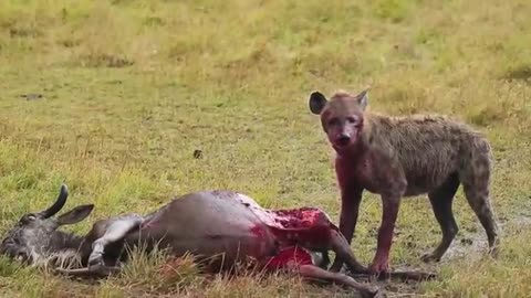 Hyena Eating Wilderbeast Live | Wild Wonders