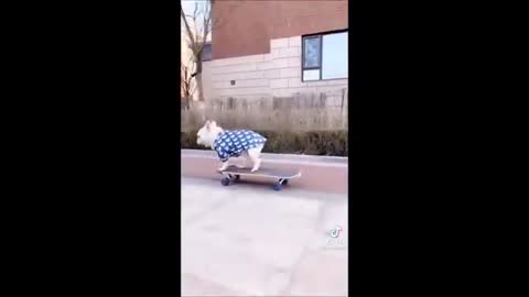 Puppies are Cute and Funny #2
