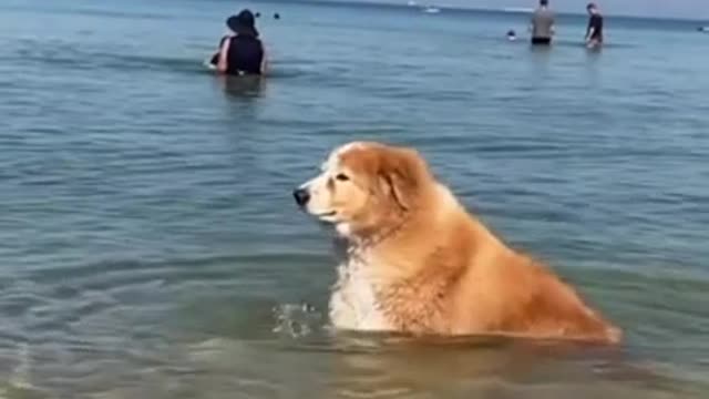 perfect way to cool down on a hot day | funny animal videos