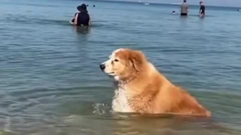 perfect way to cool down on a hot day | funny animal videos