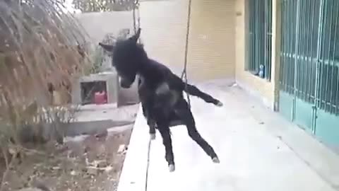 Swinging Donkey