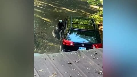 Unlikely adventures unfold as bears choose driver's car for their next journey