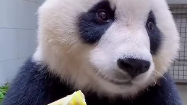 Pandas eat bamboo shoots