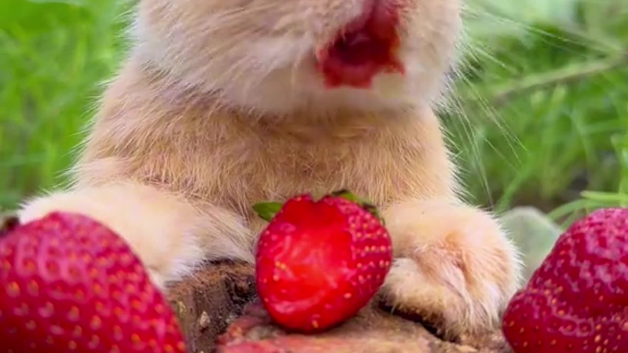 Beautiful bunny enjoying sweet strawberry